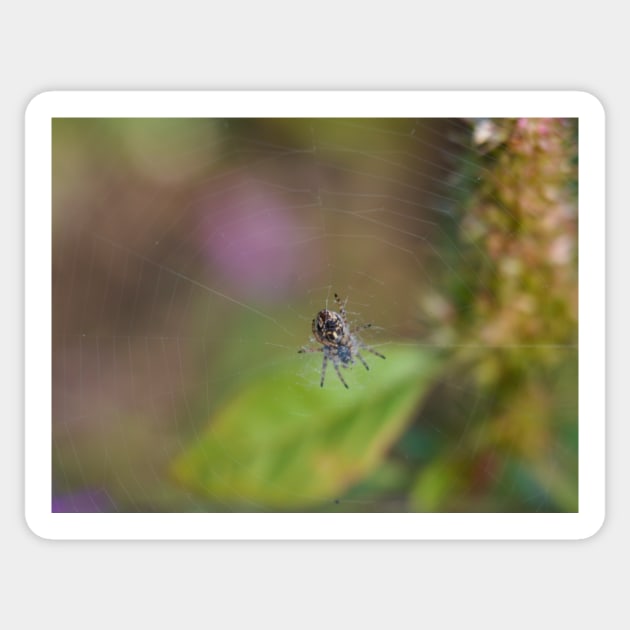 Spider Waits In Its Web For Customers Sticker by Pirino